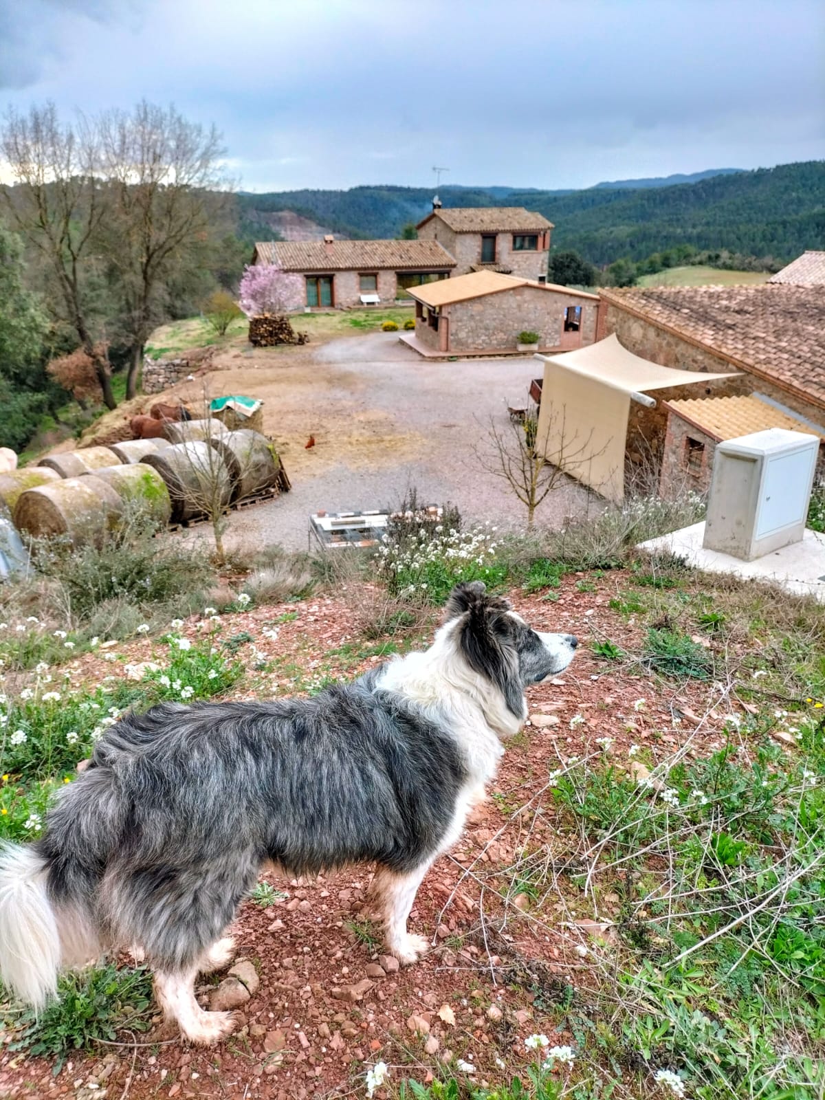 El Viaje del Ser - Imatge feliciCat Empresa Amiga