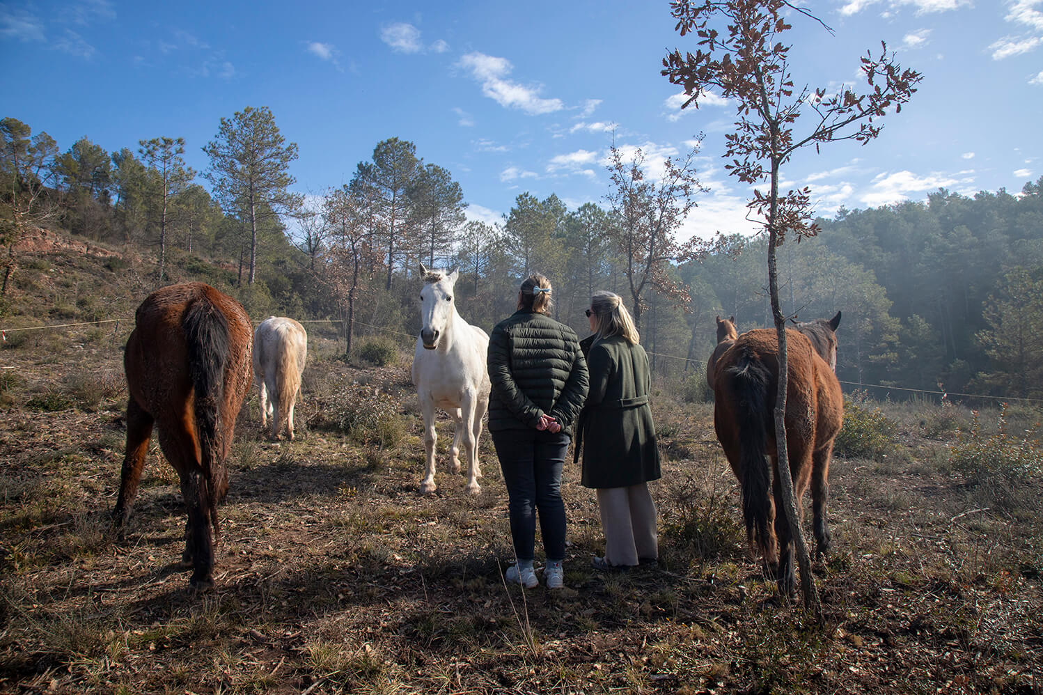 El Viaje del Ser - Imatge feliciCat Empresa Amiga